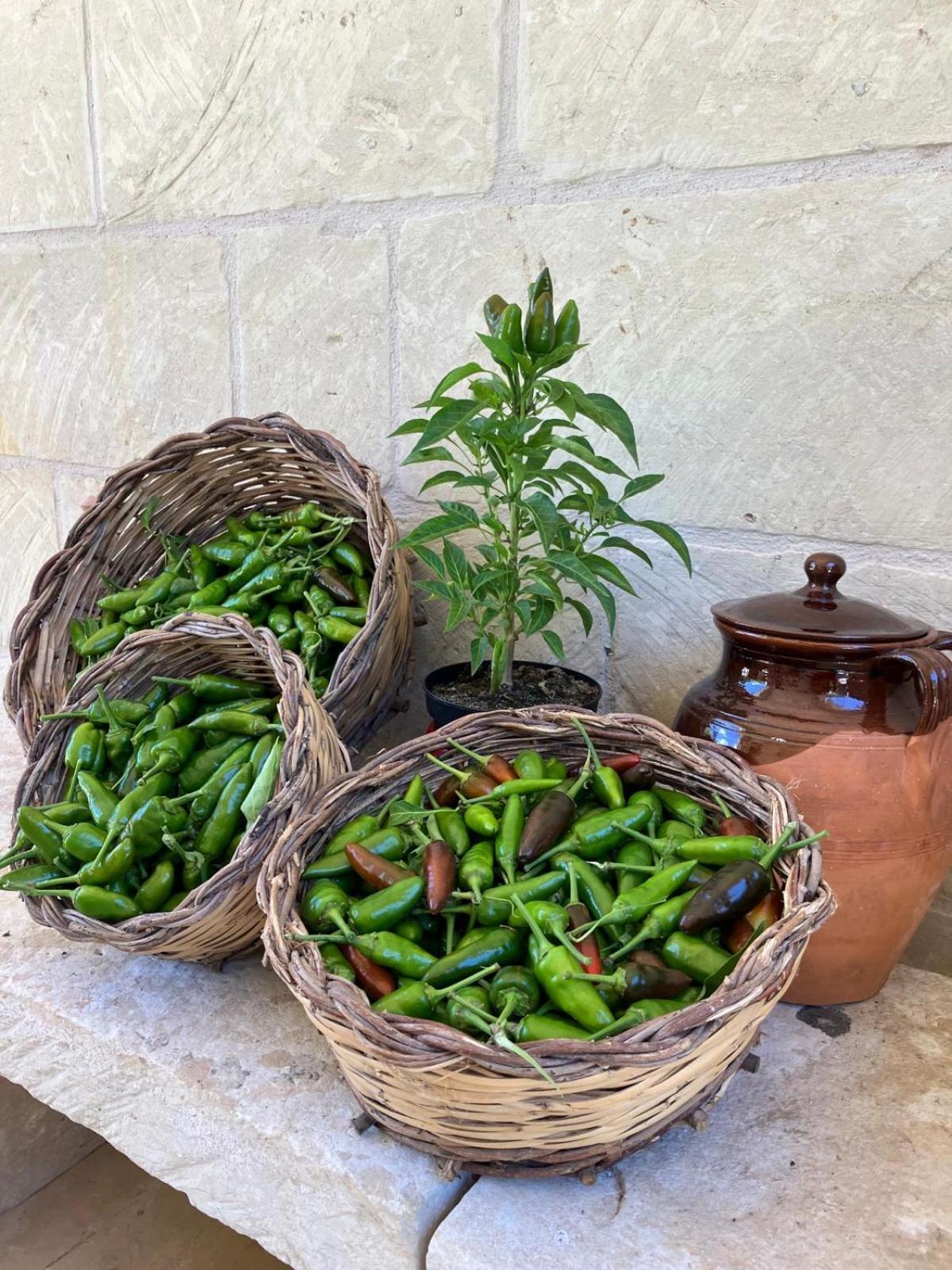 Masseria Sucea マルターノ エクステリア 写真