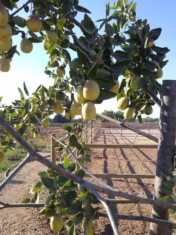 Masseria Sucea マルターノ エクステリア 写真