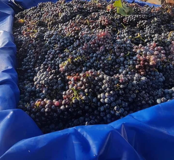 Masseria Sucea マルターノ エクステリア 写真
